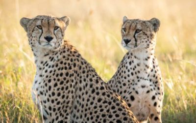Mara Meru Cheetah Project